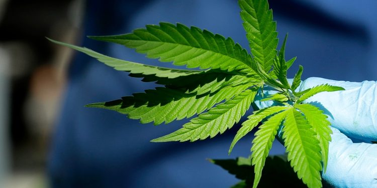 Lanzan fuerte advertencia al Gobierno por proyecto de legalización de la marihuana: “No vamos a perder”