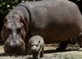 Los dos hipopótamos de Escobar que dieron origen a la sobrepoblación que hoy se convirtió en un problema.