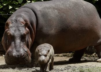 Los dos hipopótamos de Escobar que dieron origen a la sobrepoblación que hoy se convirtió en un problema.