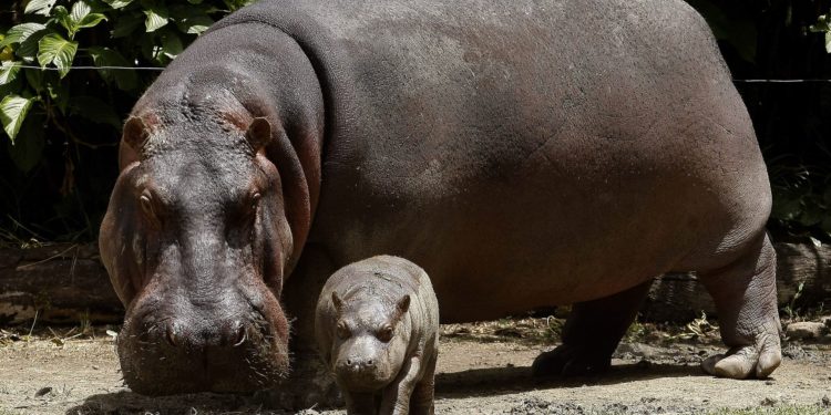 Los dos hipopótamos de Escobar que dieron origen a la sobrepoblación que hoy se convirtió en un problema.
