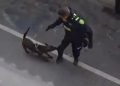 “Justicia para Tigre”: separan de su cargo al policía que disparó y mató a un perro durante un operativo en Rionegro.
