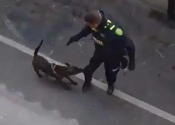 “Justicia para Tigre”: separan de su cargo al policía que disparó y mató a un perro durante un operativo en Rionegro.