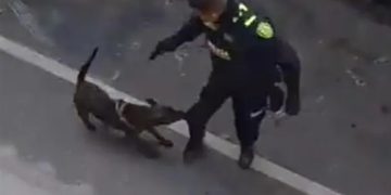 “Justicia para Tigre”: separan de su cargo al policía que disparó y mató a un perro durante un operativo en Rionegro.