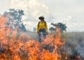 Sospechas de incendios provocados y efectos de El Niño: las claves de la emergencia forestal en Colombia