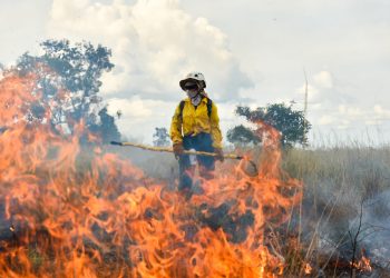 Sospechas de incendios provocados y efectos de El Niño: las claves de la emergencia forestal en Colombia